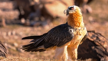 A presença do abutre-barbudo no Vale do Lapedo