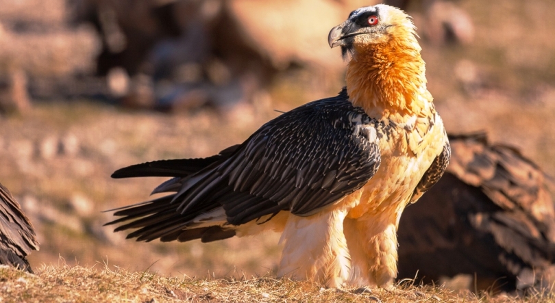 A presença do abutre-barbudo no Vale do Lapedo