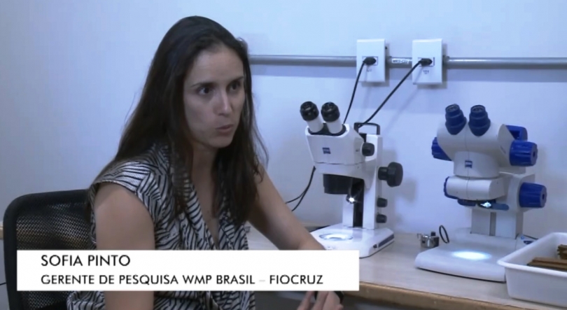 Sofia Pinto quer bloquear reprodução de mosquitos