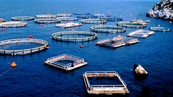Planeta A:  A Aquacultura é assim tão má?