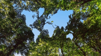 Imagem de Navigator é a mais sustentável do mundo no setor florestal