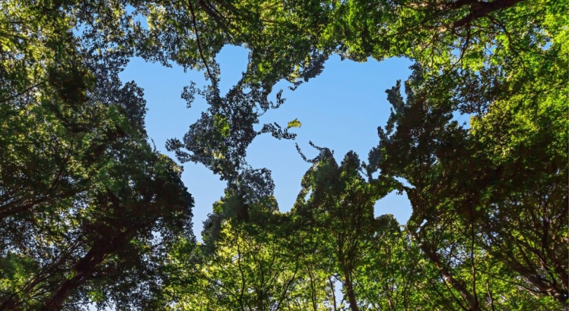 Navigator é a mais sustentável do mundo no setor florestal