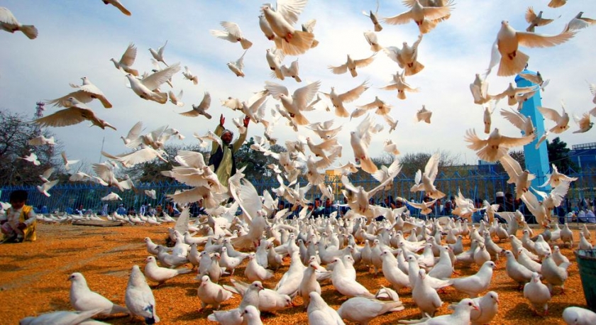 Dia Internacional da Paz é celebrado a 21 de setembro