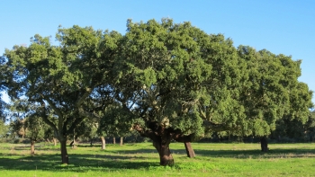 Planeta A: Sobreiro