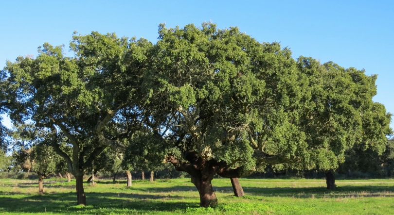 Planeta A: Sobreiro