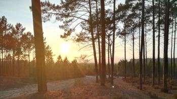 Imagem de Luso-francesa volta a plantar pinheiros no Pinhal de Leiria