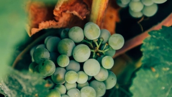 Imagem de Global Artisan Vintners Alliance (AVA)