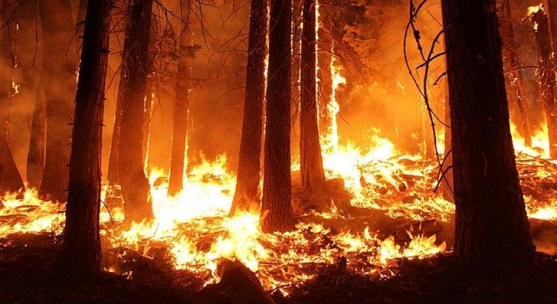 Imagem de Emigrantes deviam receber apoio para casas ardidas