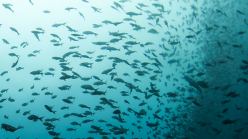 Imagem de Reserva Marinha D. Carlos em consulta pública