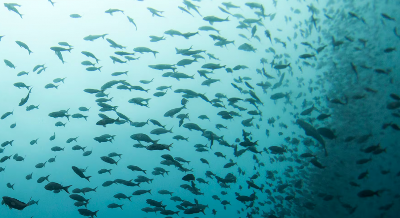 Imagem de Reserva Marinha D. Carlos em consulta pública
