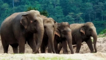 Imagem de Tailândia vacina elefantes para conter reprodução devido à expansão humana