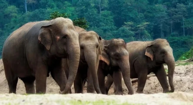 Imagem de Tailândia vacina elefantes para conter reprodução devido à expansão humana